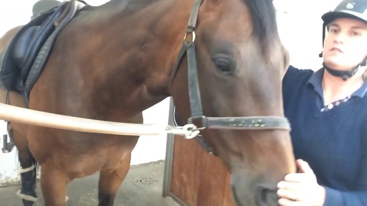 Ditte Young EquiCoach (SUBS) Anna Zibrandtsens Spotty, Part 3