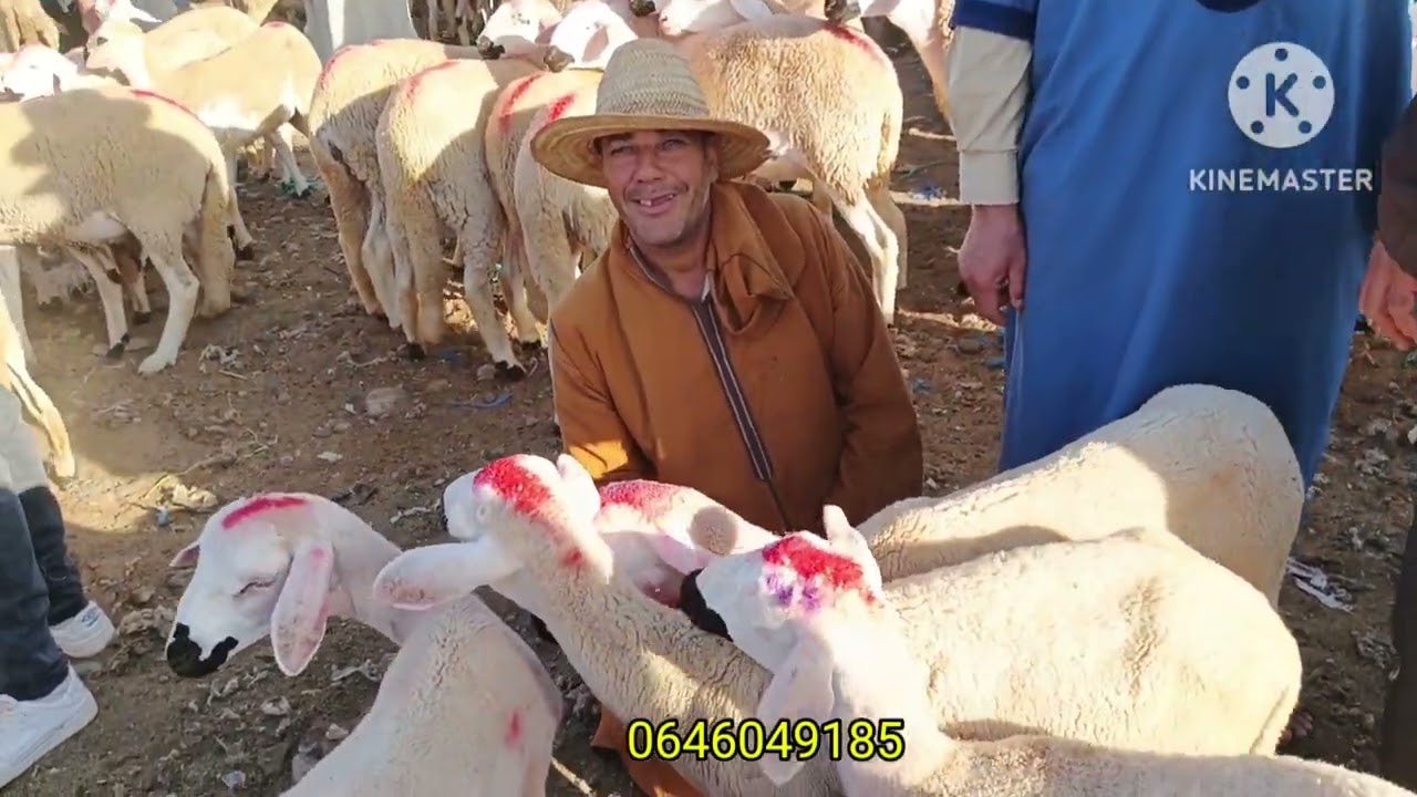 الله الله على سوق الخميس العطاوية إقليم قلعة السراغنة 🇲🇦🐑🐏 أجيو تسوقو معايا أتمنة بتاريخ 04/09/2025