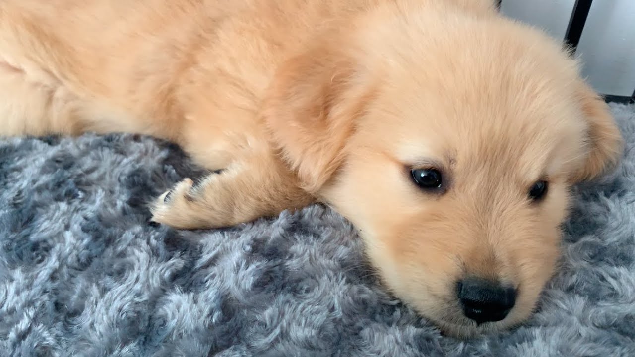 天使の寝顔・・・遊び疲れて寝落ちするゴールデンレトリバー子犬（生後50日）