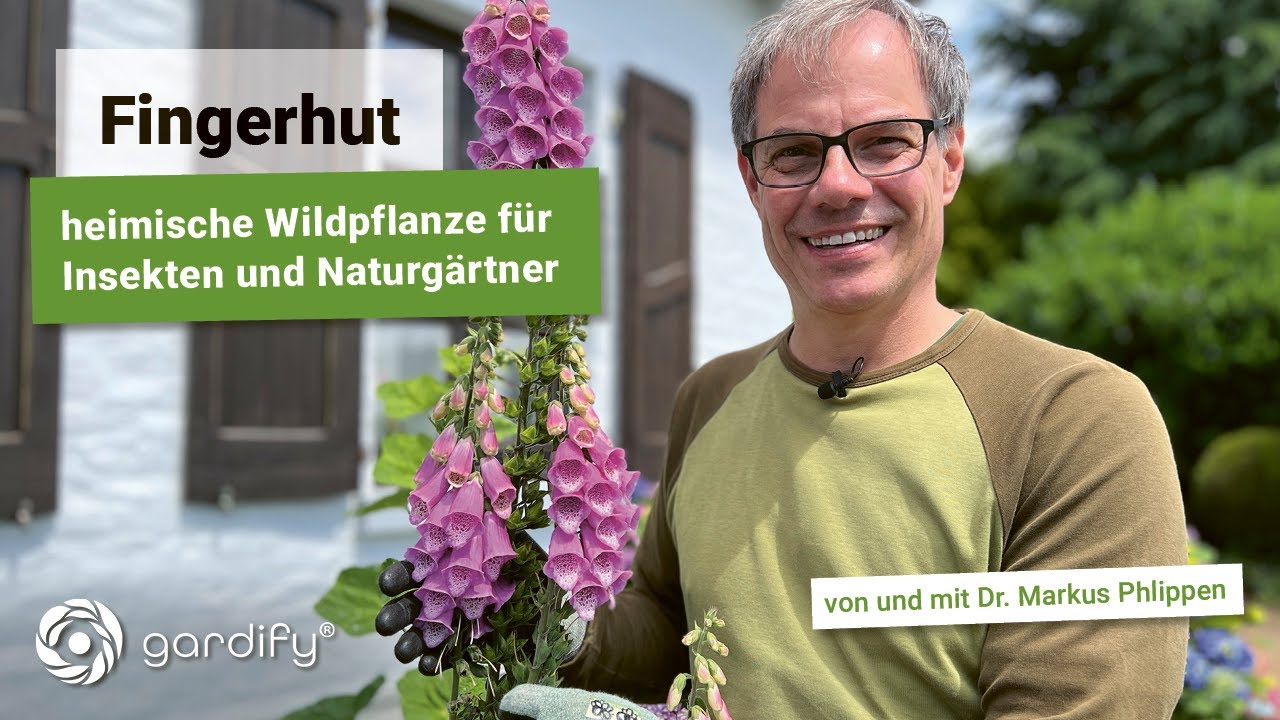 Fingerhut (Digitalis): Heimische Wildpflanze für Insekten und Naturgärtner