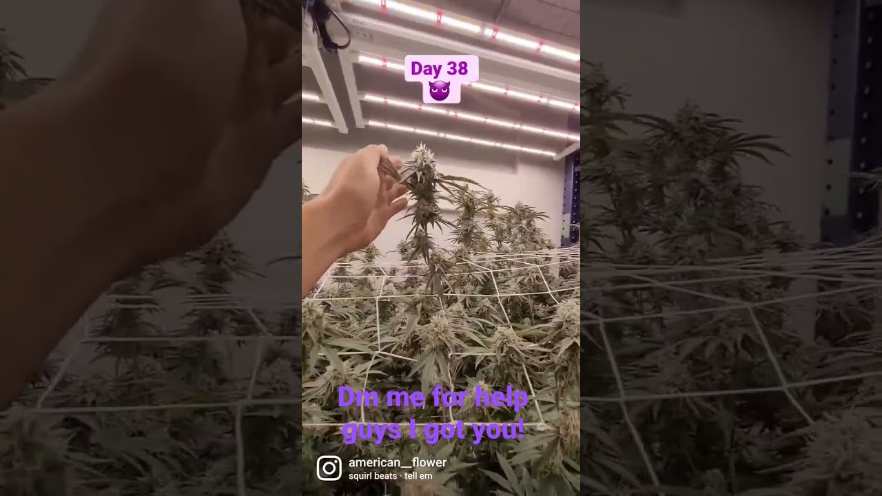 How to grow fat healthy buds for harvest time? il show you how to cure too!