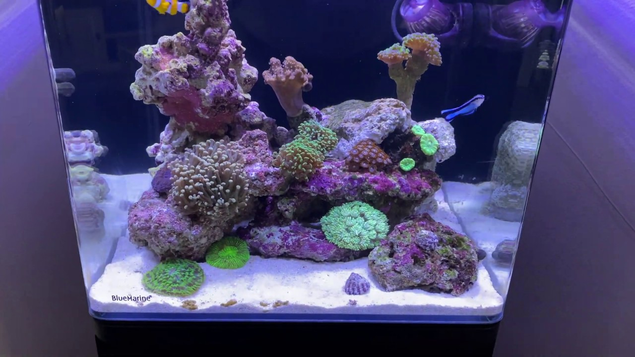 Nano Reef Tank Blue Marine 60 my first saltwater aquarium