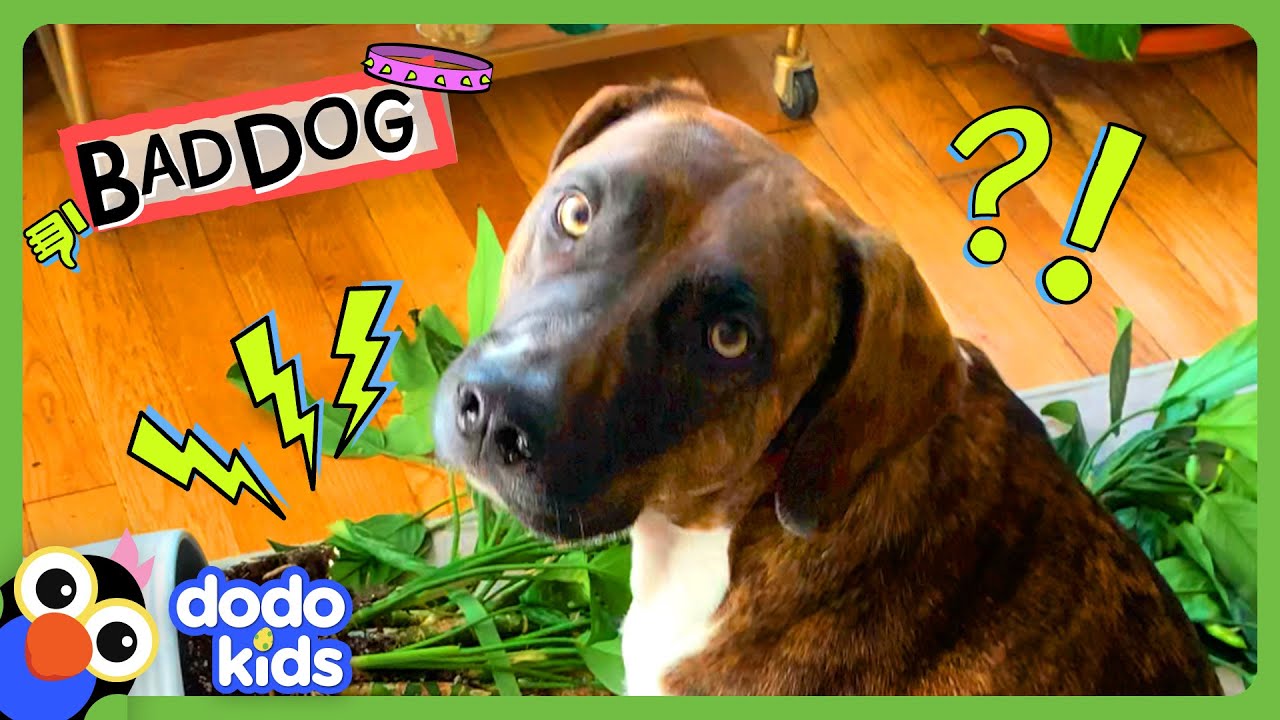 Dog Won't Stop Until He Destroys All The Plants! | Dodo Kids | Bad Boys And Girls