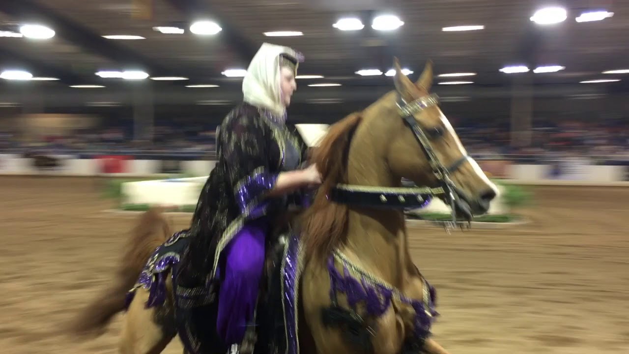 2018 Scottsdale Arabian Horse Show Experience- Flying Horse Studios