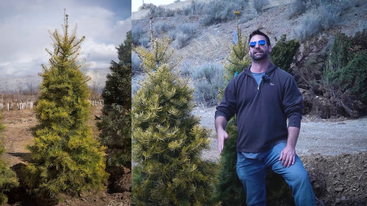 Abies concolor Wintergold White Fir video