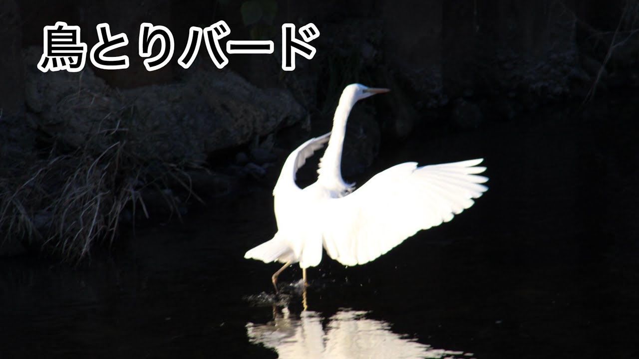 鳥とりバード🐤