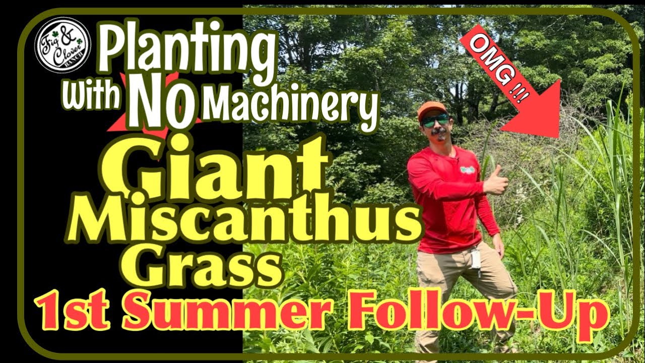 Planting Giant Miscanthus Grass - 1st Summer Follow up 🌾- Screening For Deer🦌 #planting #Miscanthus