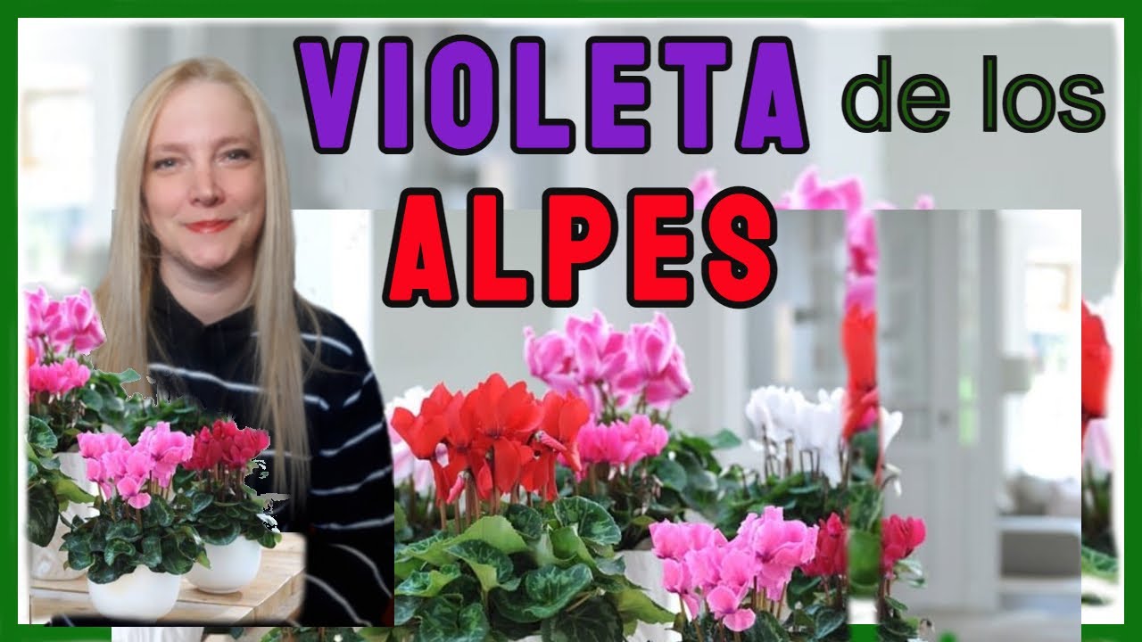 VIOLETA de los ALPES │ REPRODUCCIÓN Y CUIDADOS. @Verónica Campanini Plantas