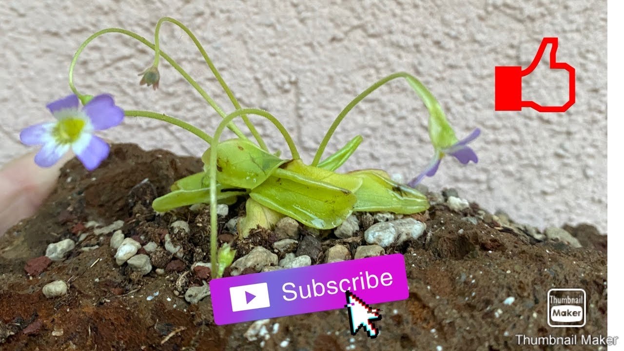 #13 #pinguicula #temperata su #tufo