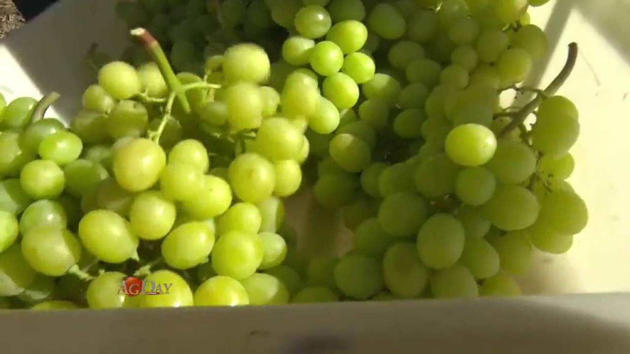 Table Grape Harvest in the Coachella Valley