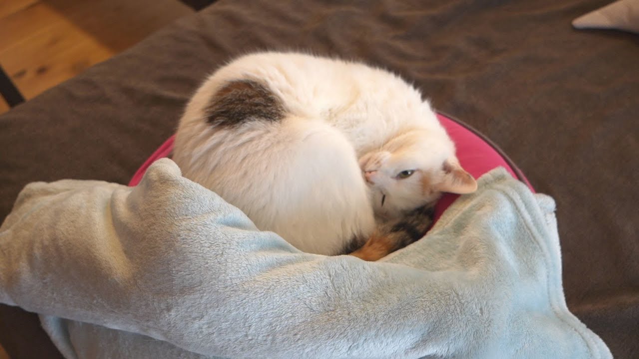 こふくの部屋３７２