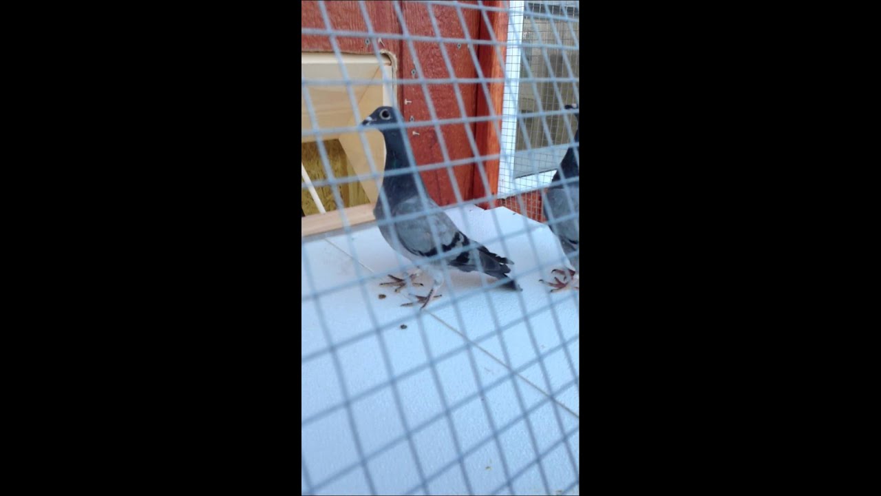 Pigeon Belgian Drop Trap
