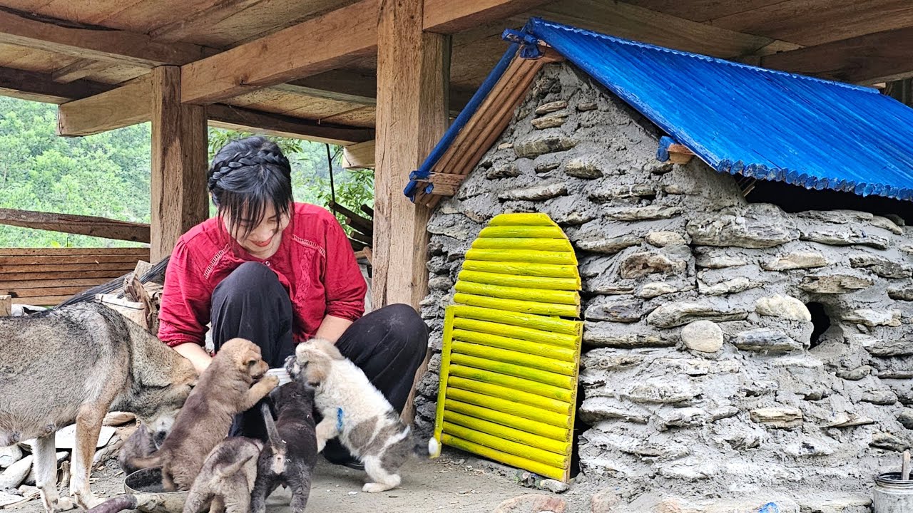 I am built a stone doghouse for my puppies on the island