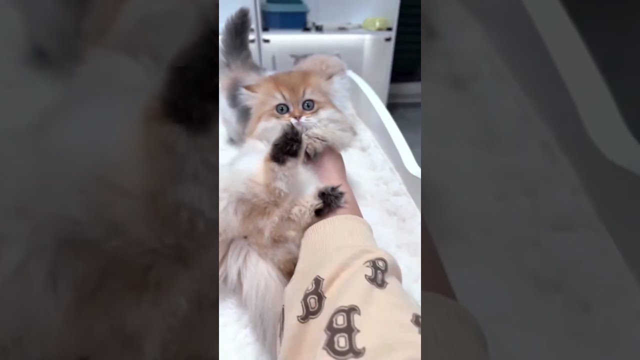 POV Kitten Enclosure | Real-Time Playtime & Interaction | Natural Sound