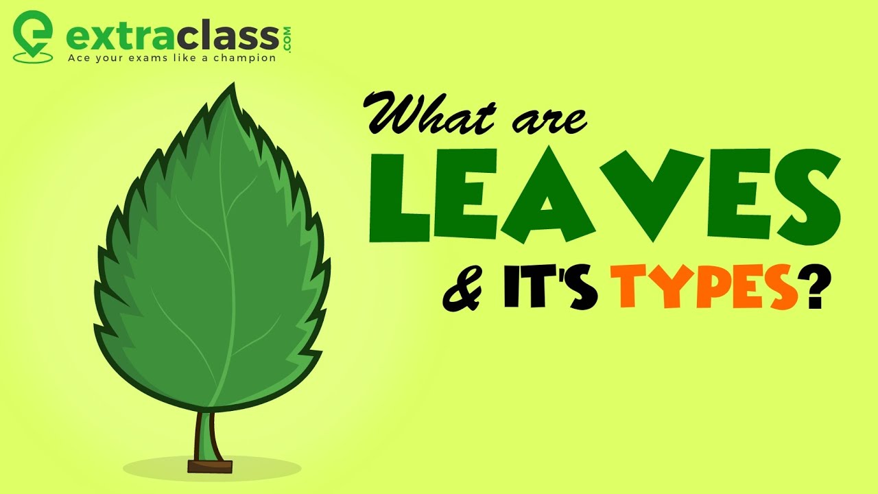 What are leaves and its types | Biology | Extraclass.com