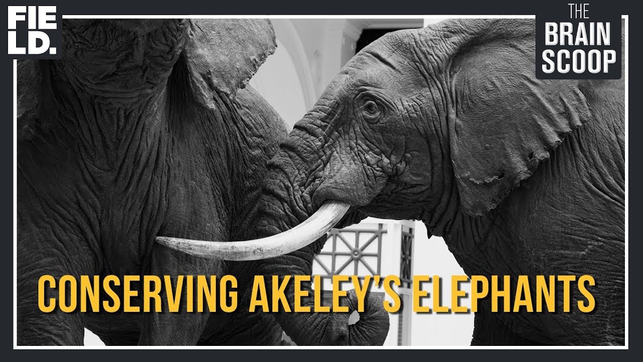 The 'Sistine Chapel of Taxidermy' - Conserving Akeley's Elephants