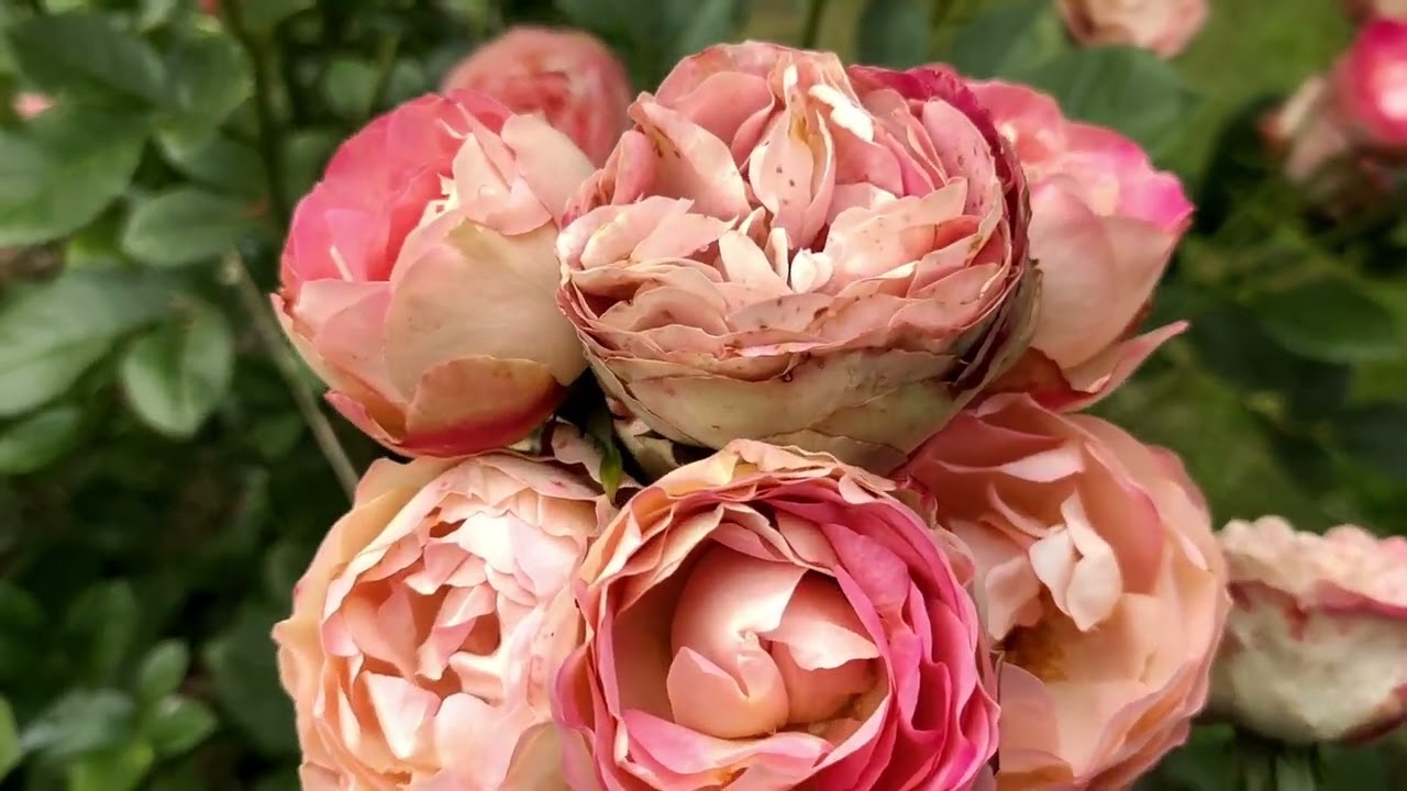 Цветут розы в саду. Вестерленд, Акрополис, Помпонелла, Салита, Винтер Лодж, Дарси Бассел и др.