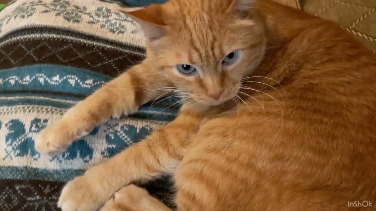 Котики из Днепра 18.02.2026 