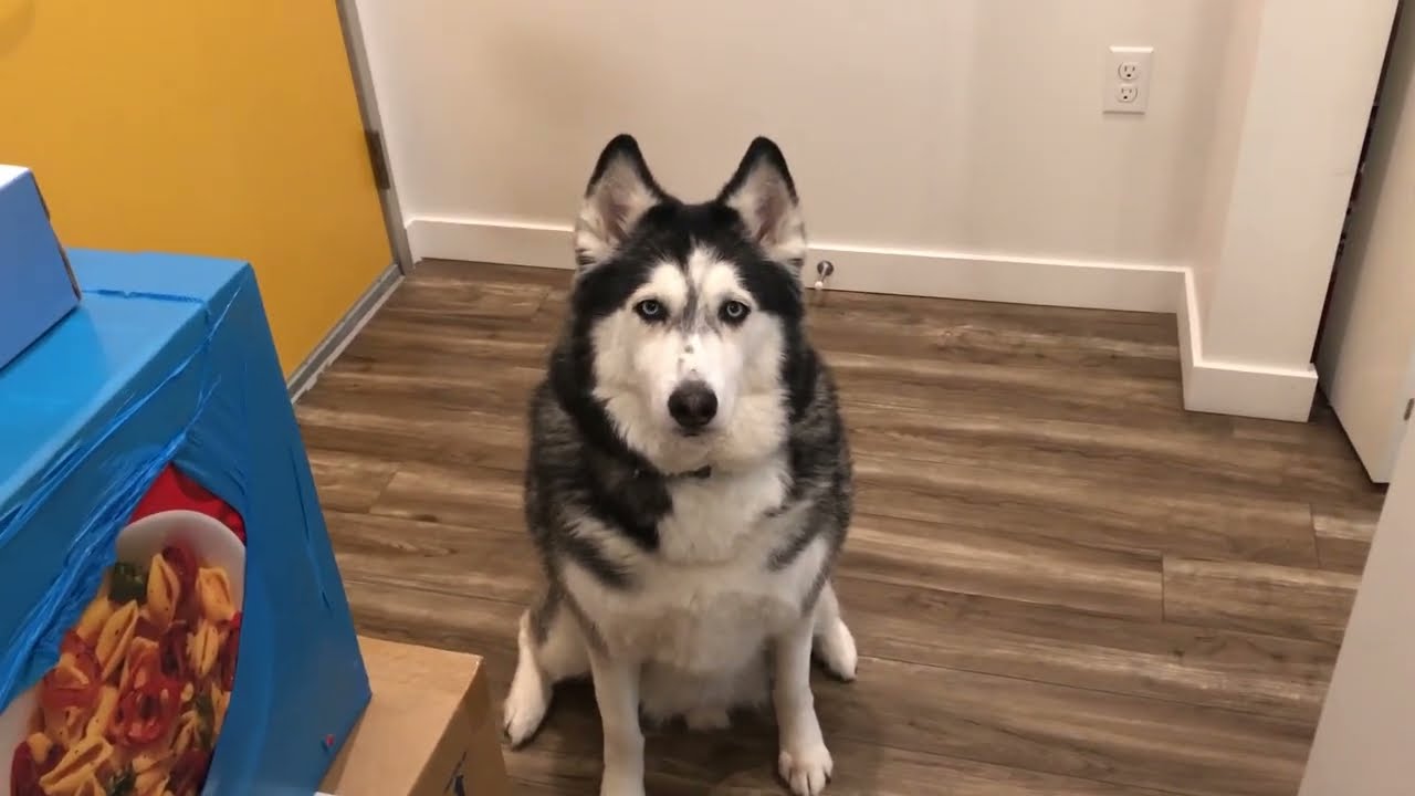 My husky does this to me every time I cook.
