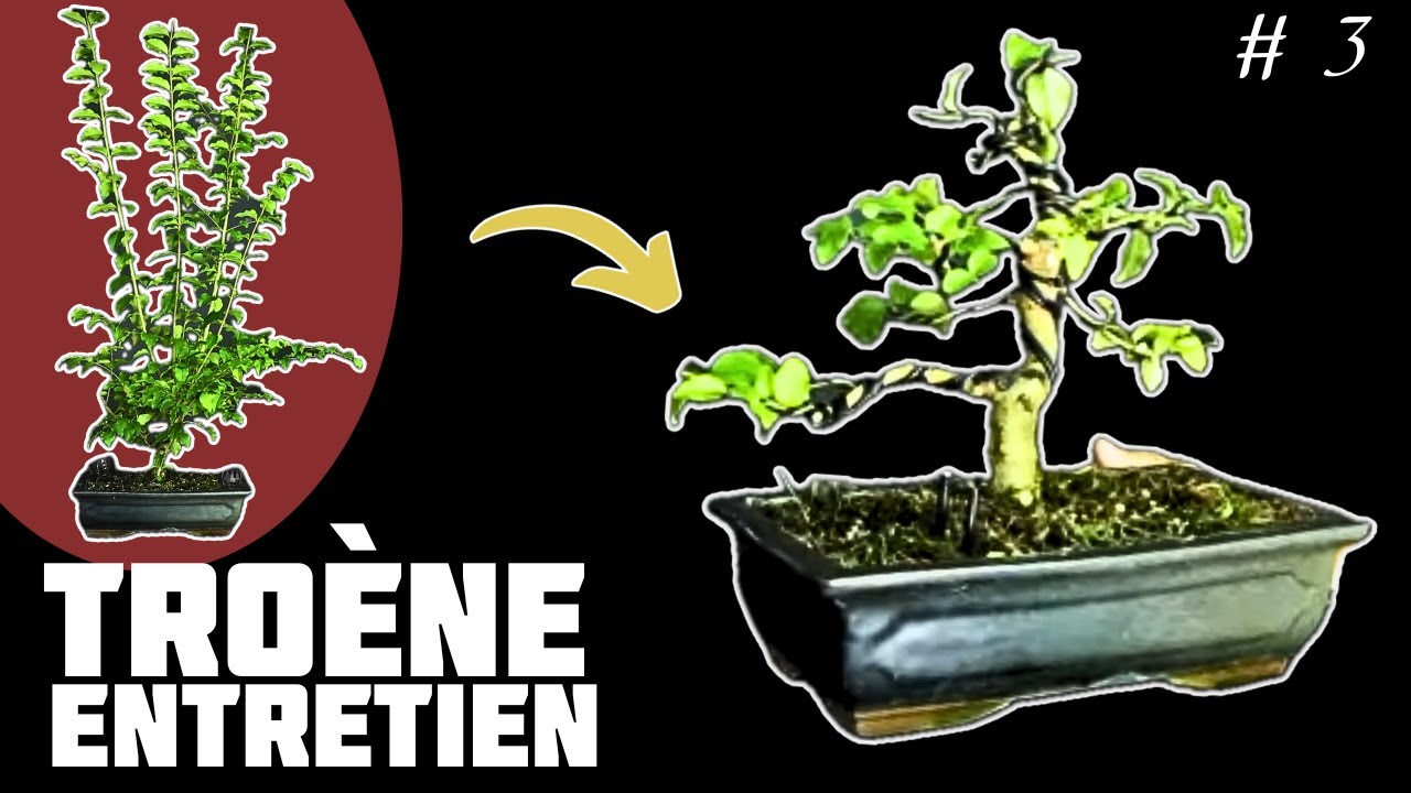 J'entretiens mon TROÈNE de CHINE ! Épisode 3 🌱 NEJIKAN BONSAI 🌱