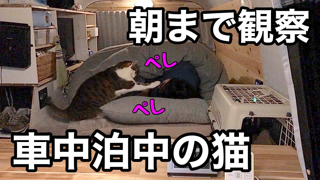 【車中泊】飼い主が寝ている間の猫を朝まで観察してみたら...。猫目覚ましがかわいいw　冬の雪の日でもffヒーターを積んだハイエースで朝までぐっすり車中泊。