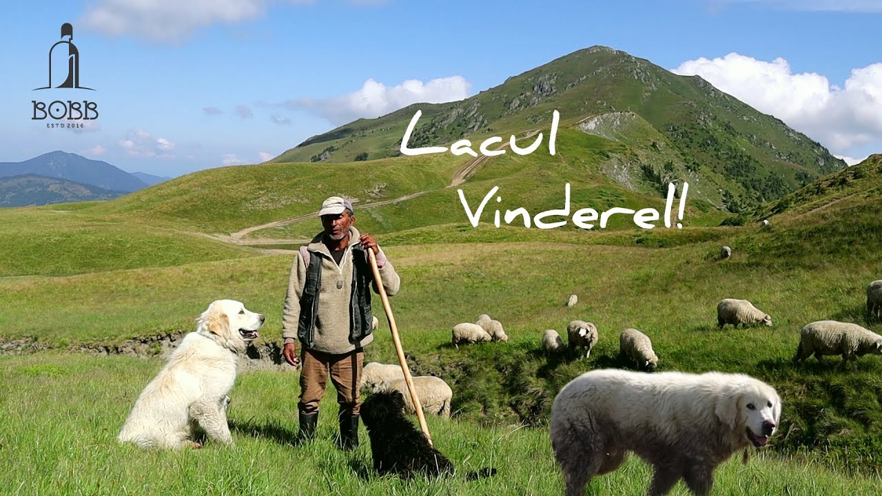 Cu oile la păscut pe langă LACUL VINDEREL | Întâmplări ciobănești cu URS și LUP|Oile lui Mihai Beuca