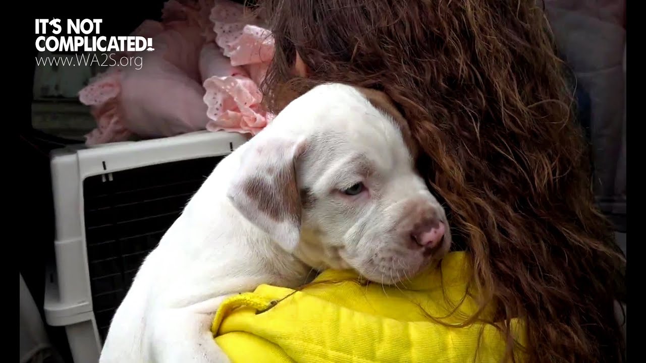 Saving 3 Homeless Puppies Surrendered to Detroit Pit Crew - Hope For Dogs | My DoDo