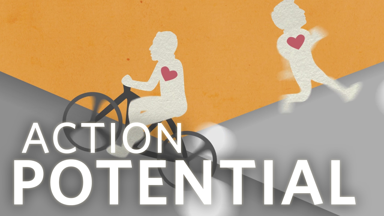 Cardiology: Action Potential In The Heart #cardiology #ubcmedicine