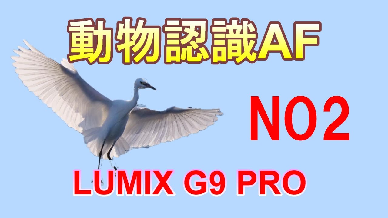 【動物認識AF：飛びもの撮り】これがLUMIX G9 PROの動物認識AFだ！NO2