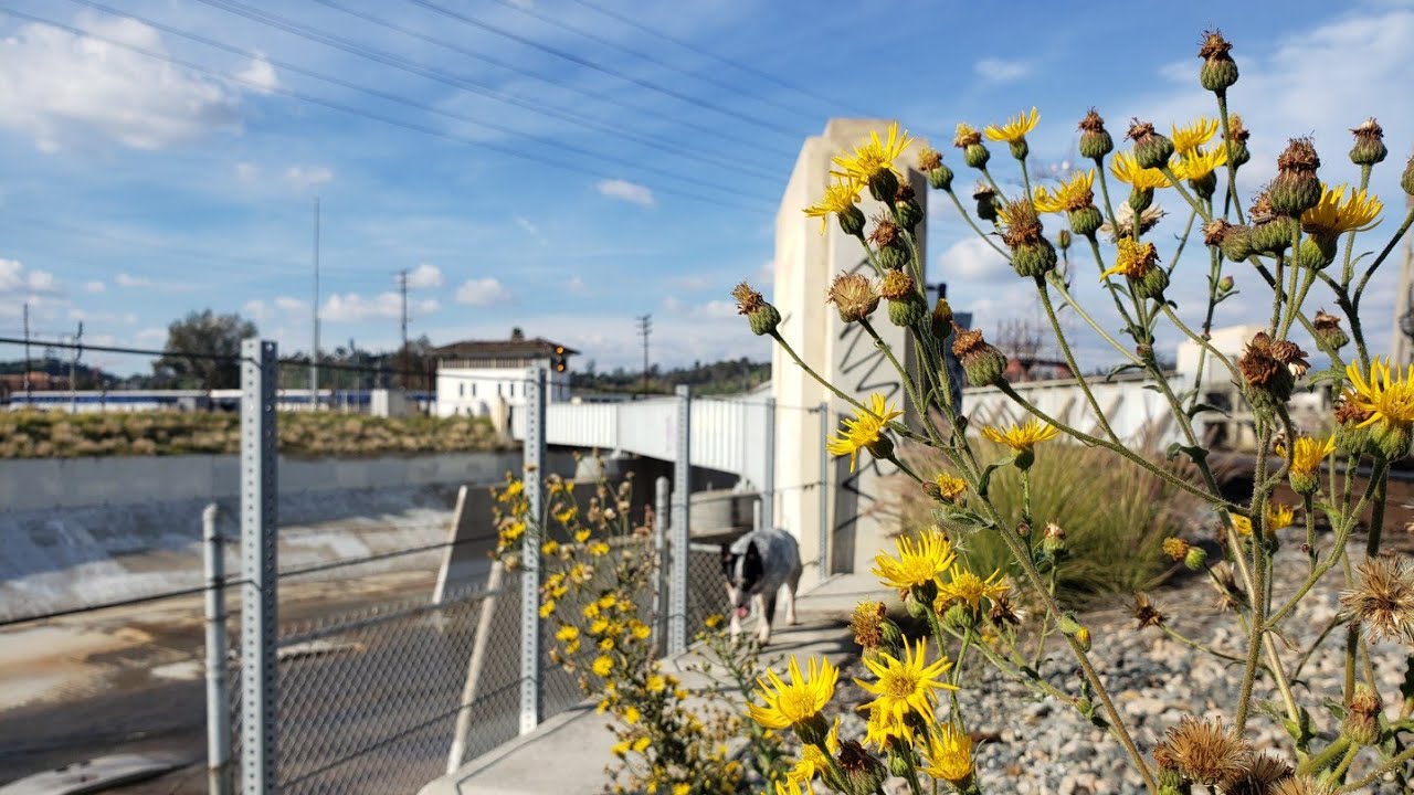 The Plant Ecology of Sewage and Petrochemical Effluent - Botanizing the Los Angeles River