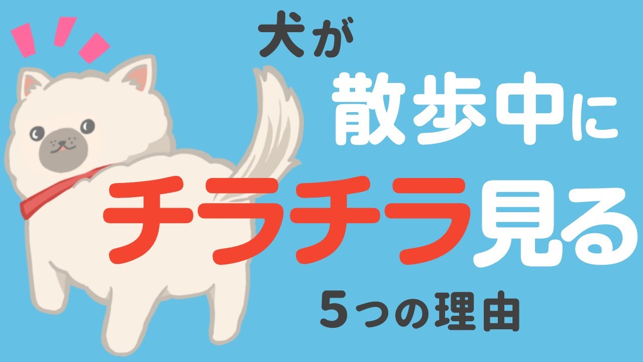愛犬が散歩中にチラチラ見てくる理由