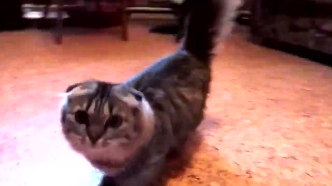 scottish kilt gato