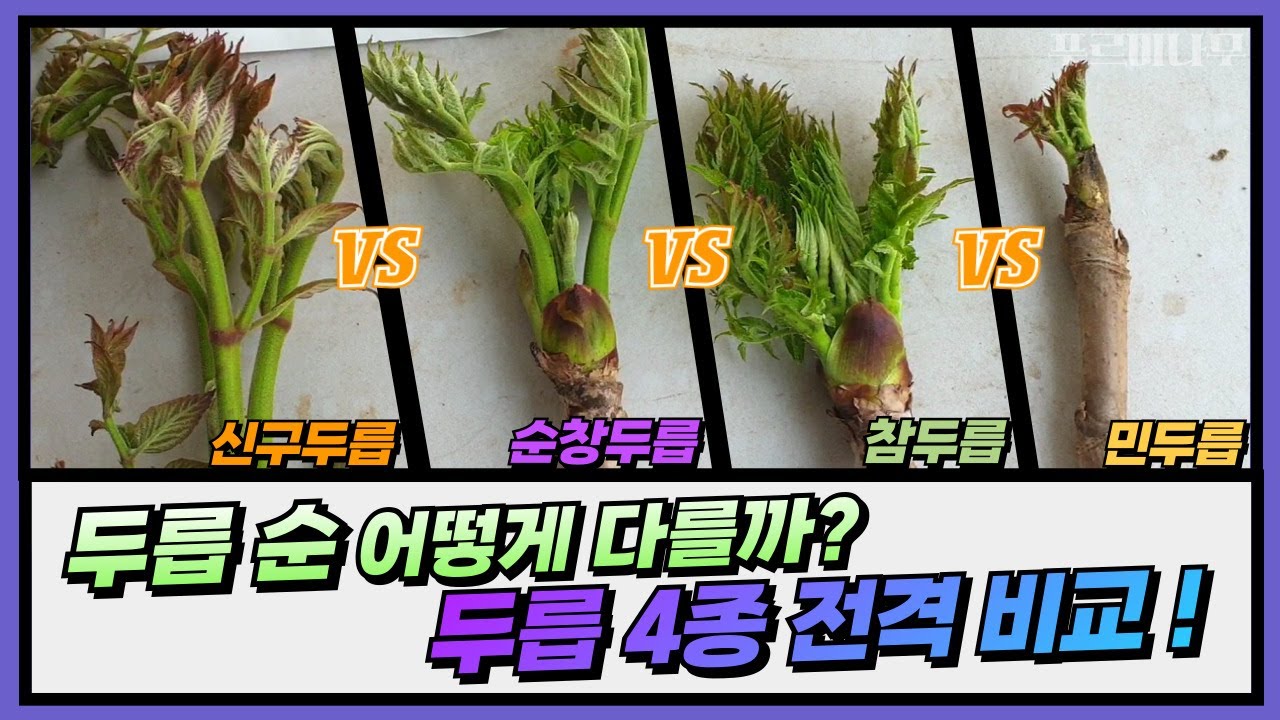 'OO두릅'이 대세라고? 인기 두릅나무 4종 전격 비교해봤습니다!!