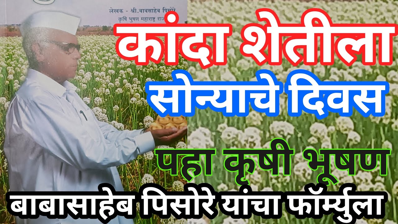 कांदा शेतीला सोन्याचे दिवस मिळवून देणारे कृषी भूषण बाबासाहेब पिसोरे काय सांगतात पहा