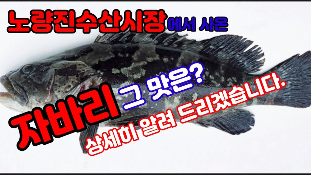 다금바리?자바리?대왕자바리? 과연 맛은 어떤지 상세히 알려드립니다.