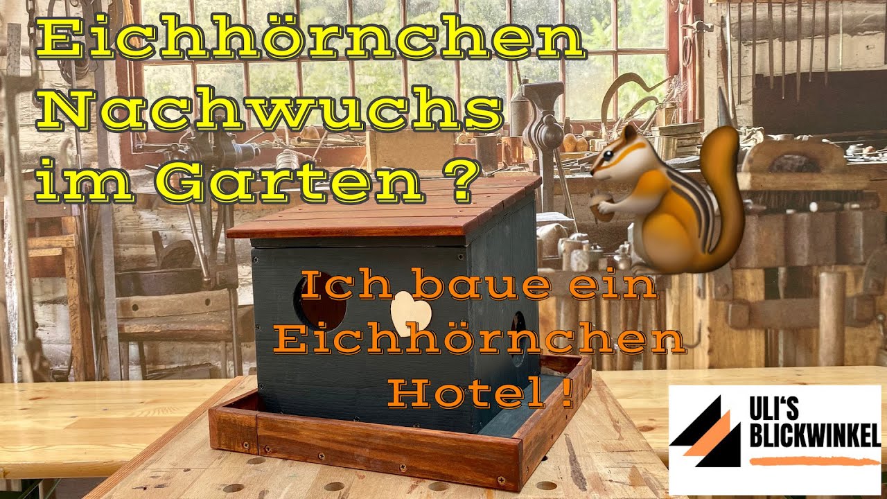 Eichhörnchen Nachwuchs im Garten ? Das wäre ein Traum:) Ich baue ein Eichhörnchen Hotel.