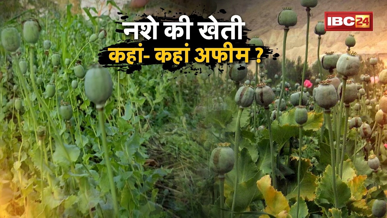 Chhattisgarh Illegal Afeem Farming: Durg से Balrampur तक अफीम ही अफीम |अवैध अफीम खेती पर बड़ा खुलासा