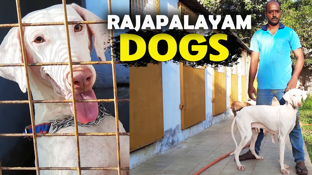 Rajapalayam Dog Kennel | Dog Puppy Farm| Best Rajapalayam Dog Kennel at Tamilnadu| Indian Dog Breeds
