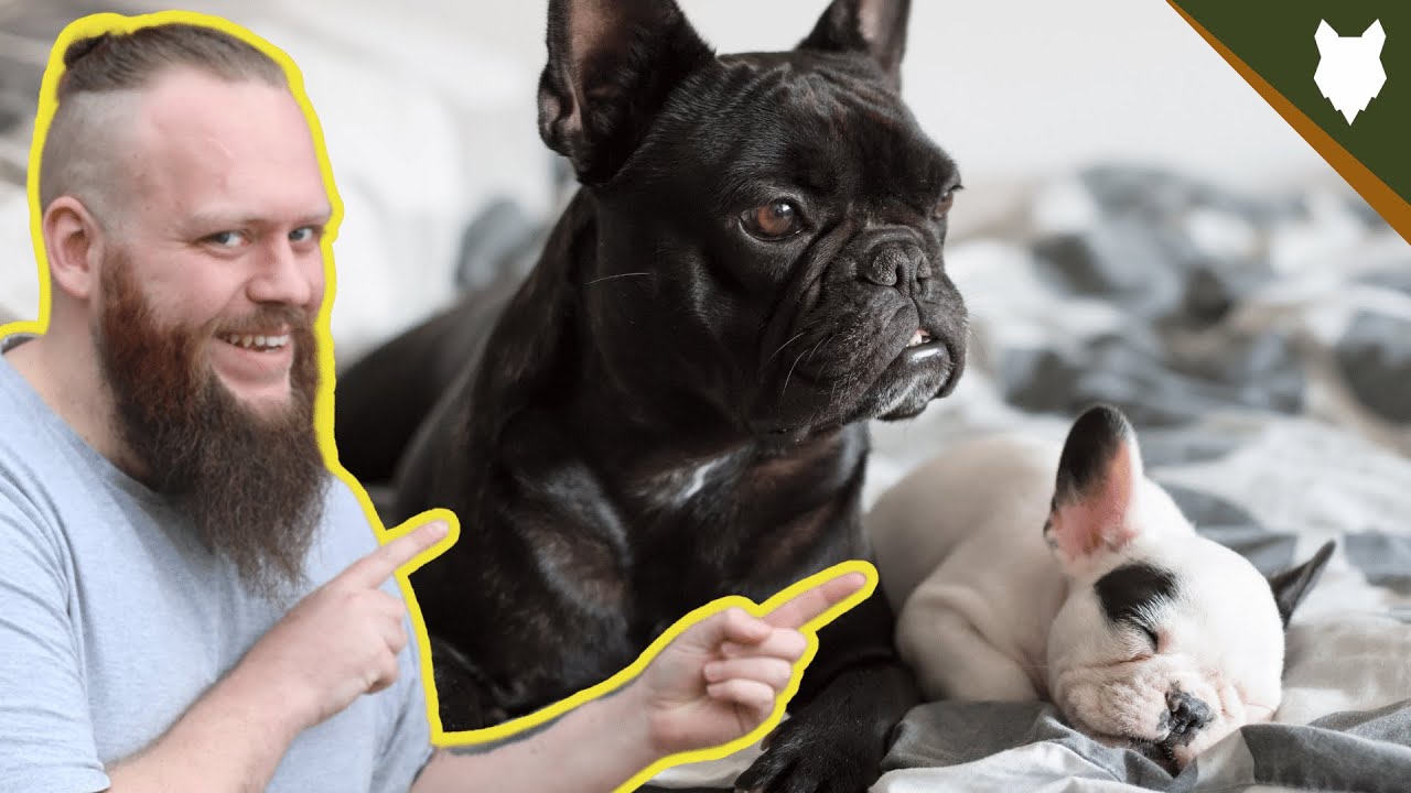How To Find The PERFECT BREEDER For A FRENCH BULLDOG