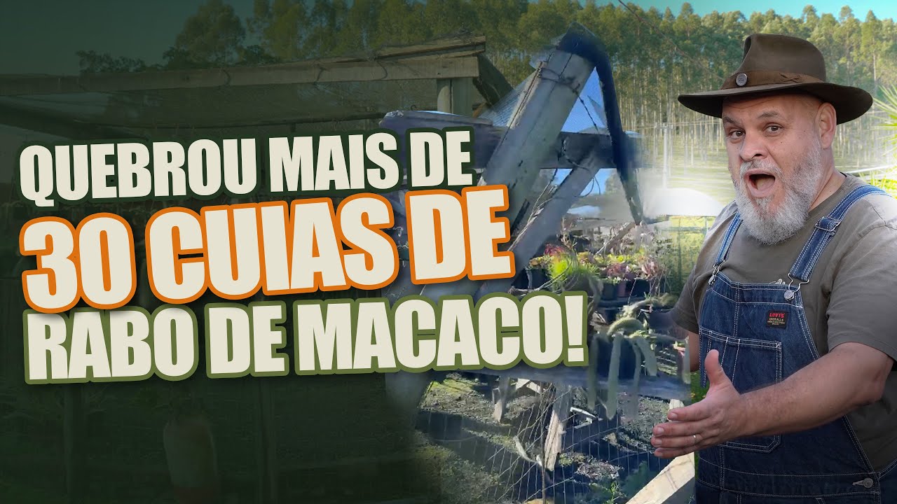050 | Acidente com os Rabos de Macaco