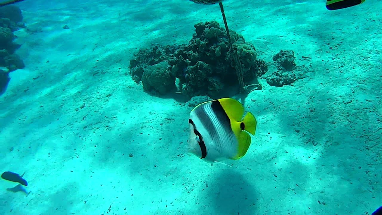 Bora Bora- Underwater Walk 2015