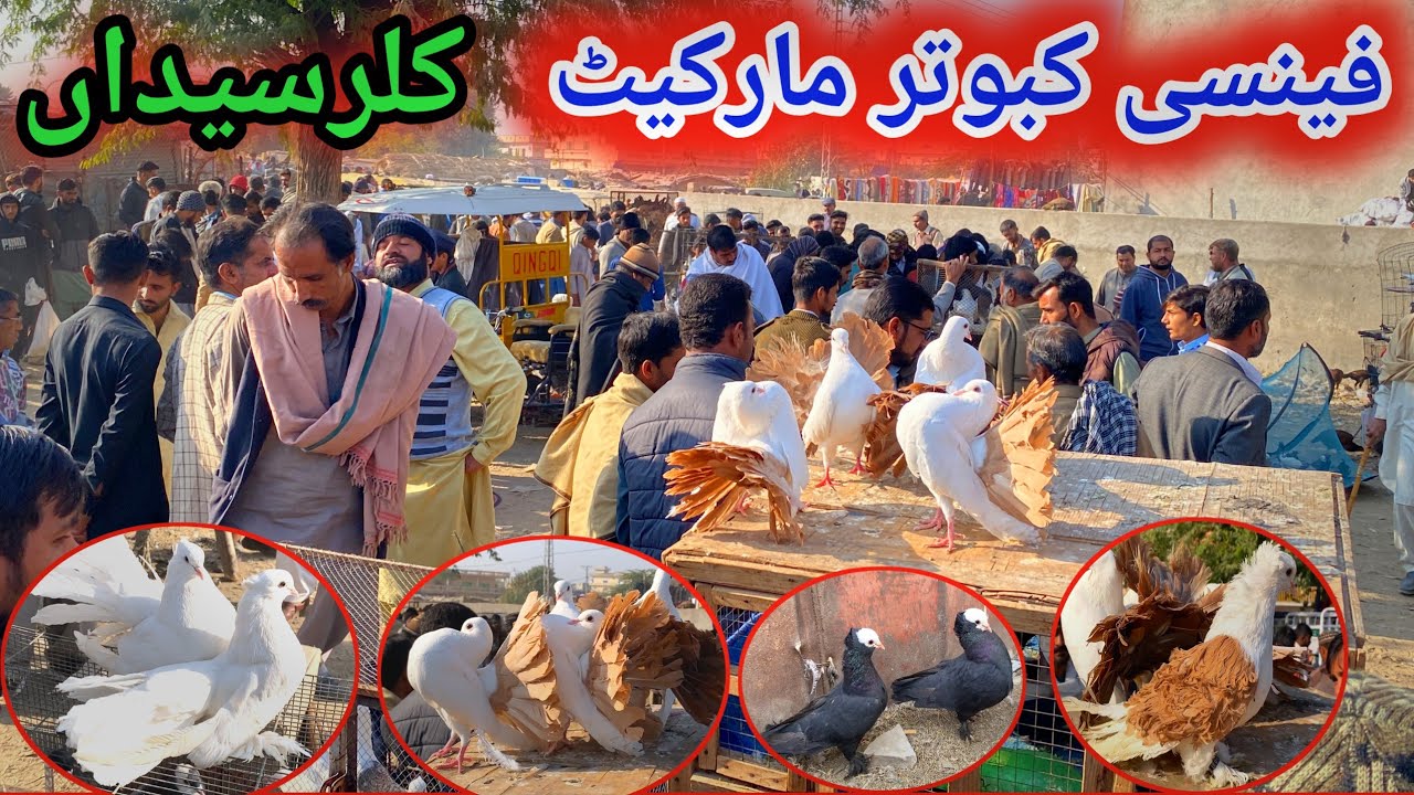 Fancy Kabootar Mandi Kallar Syedan | Latest Update Fancy Pigeon Market Price 3/12/2024 | Bird Market