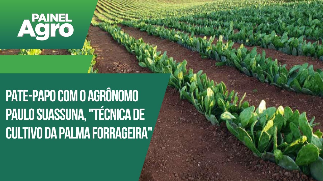 Bate-papo com o agrônomo Paulo Suassuna, que desenvolveu uma técnica de cultivo da Palma  Forrageira