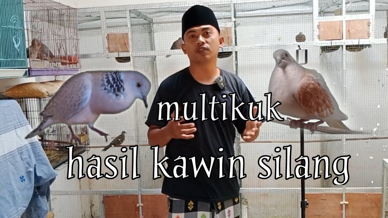 Cara cetak multikuk dari kawin silang