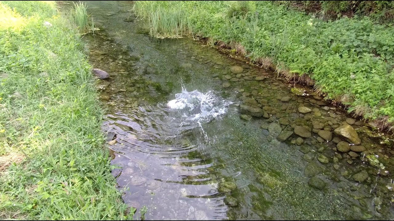 Grosse trote in piccole acque.  Pesca a mosca secca - Mittagsee