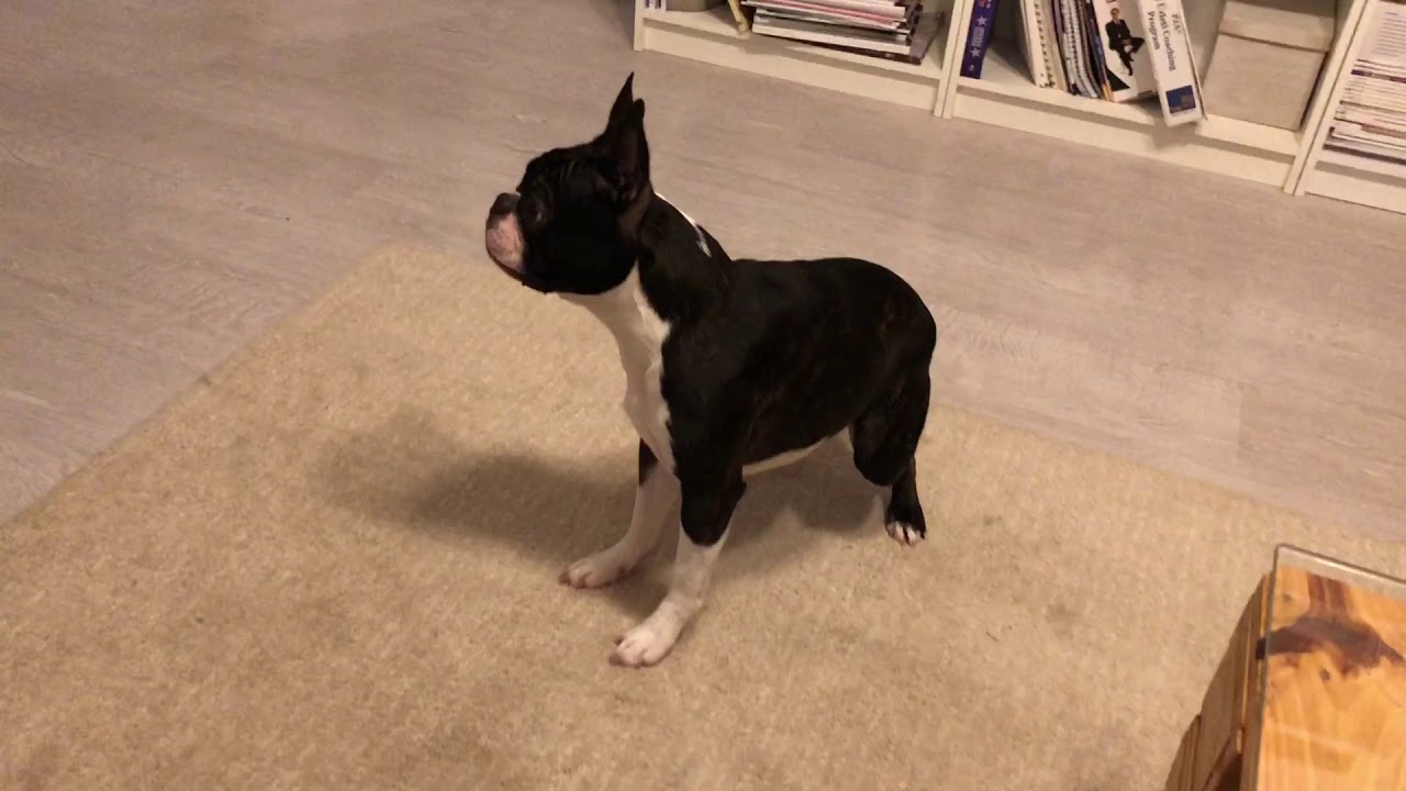 ZOOMIES! Yoda the Boston terrier gets too crazy and runs 