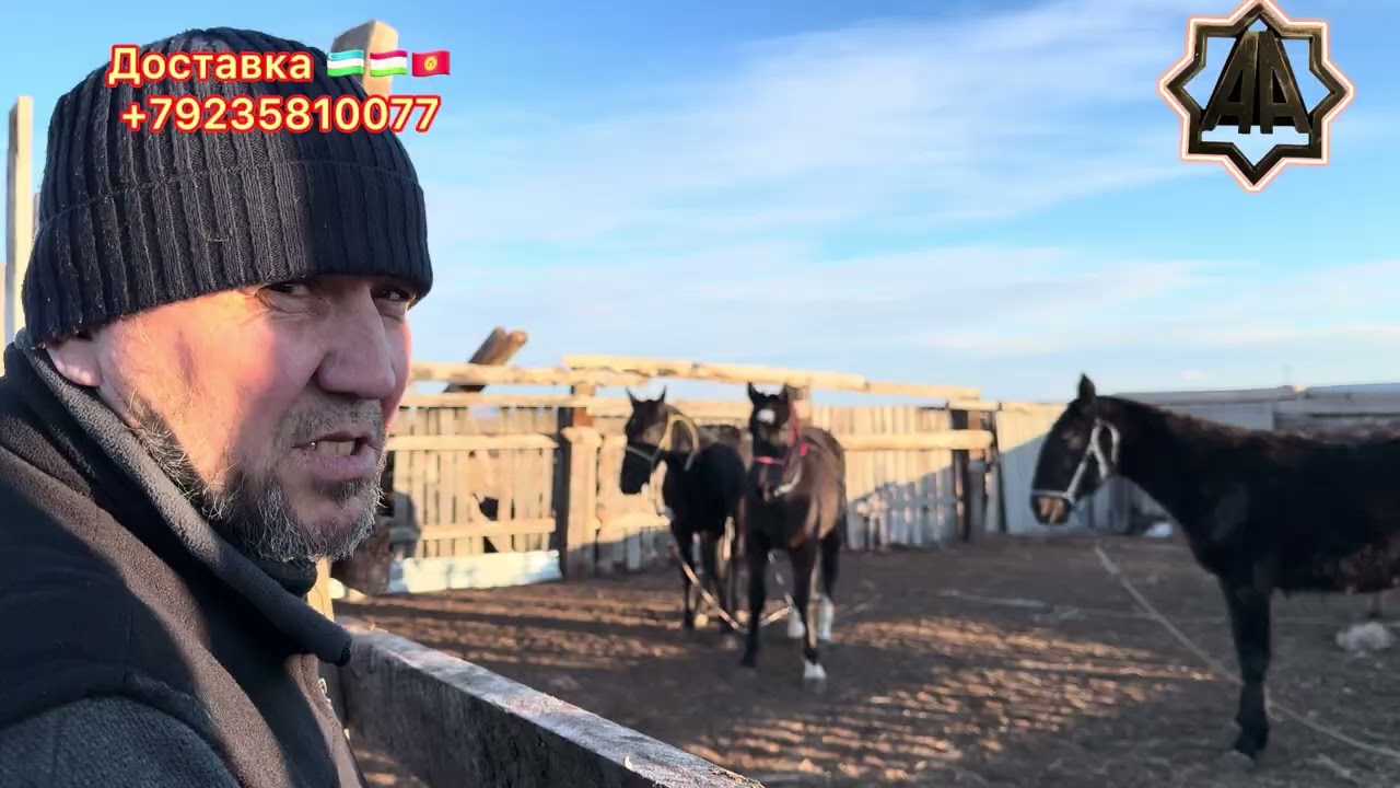 Г Абакан Дилмурад Хожи Айғирлари. Отлар тойлар савдоси. 21.02.2026 йил