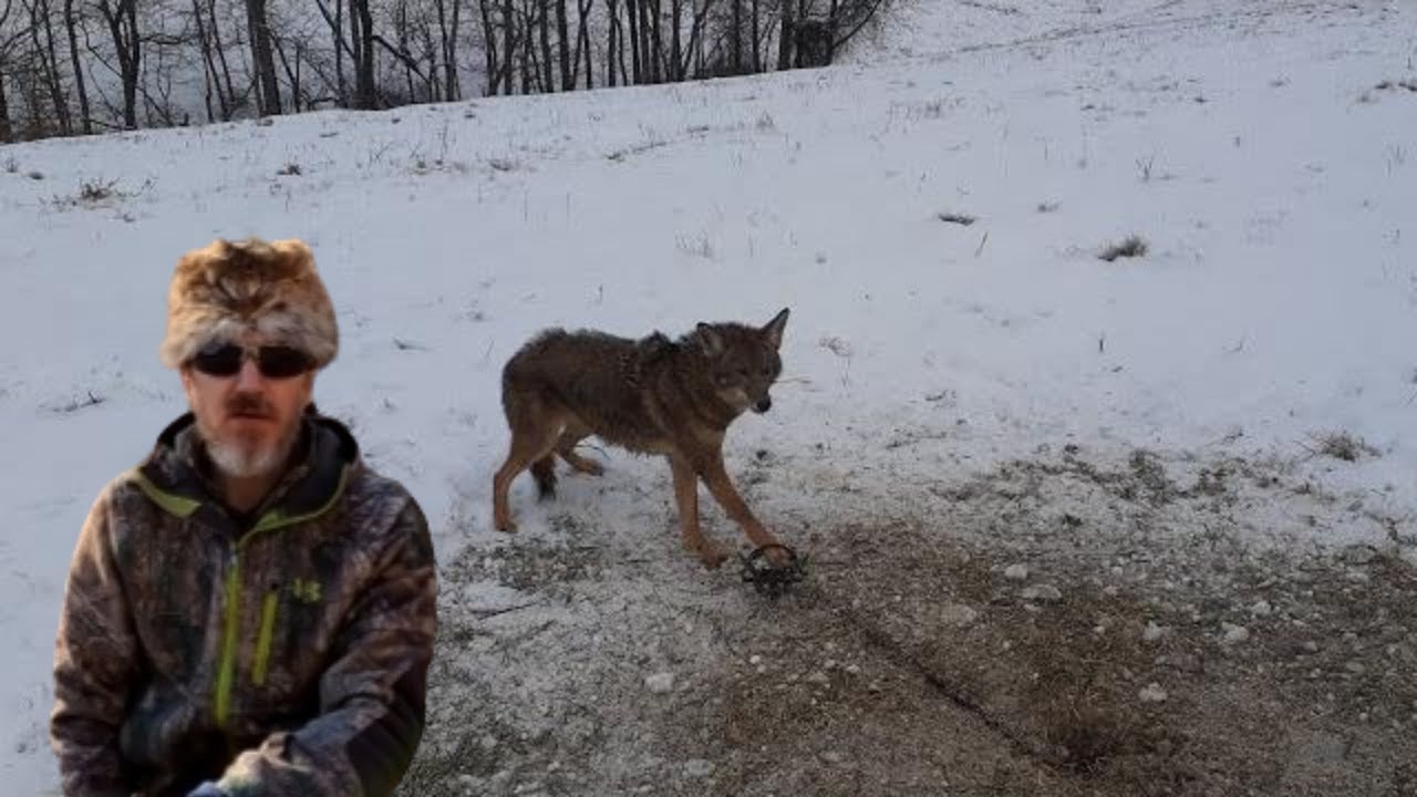 The Coyote Set Responsible for Catching Most of My Coyotes! (Demo) #coyotes #trapping