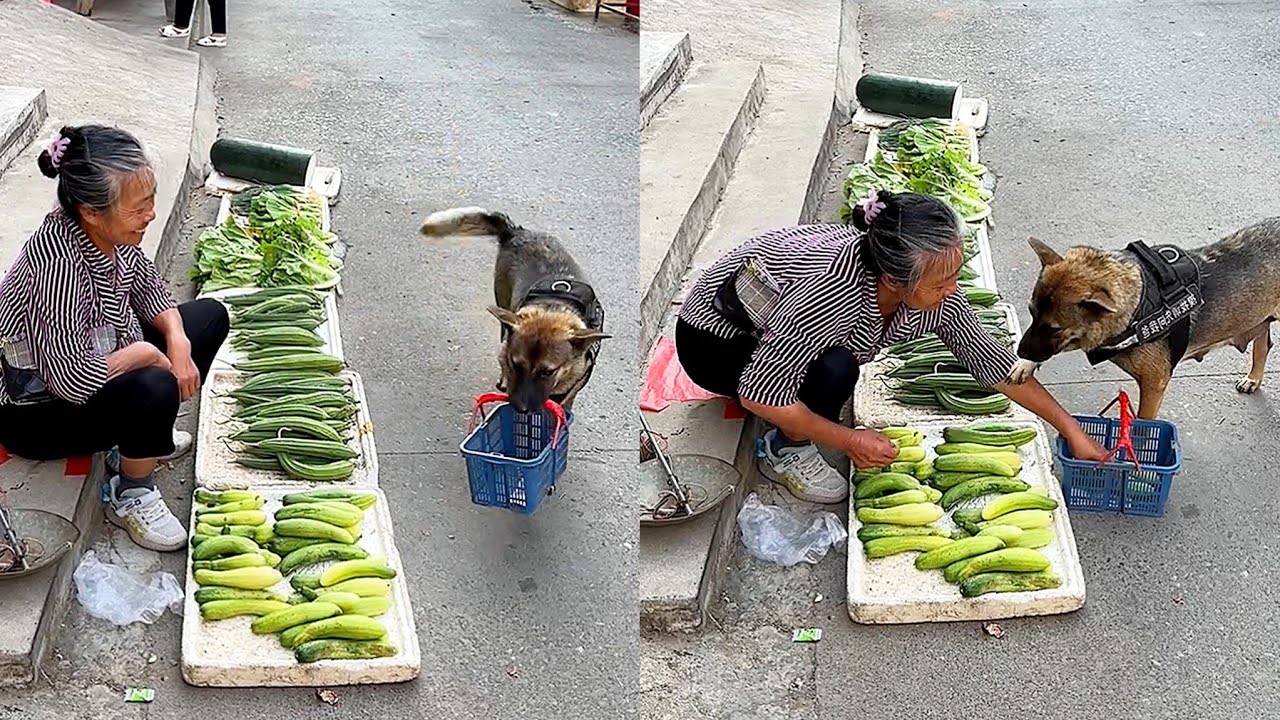 High IQ dog helps owner to buy food🥒 Smart dog