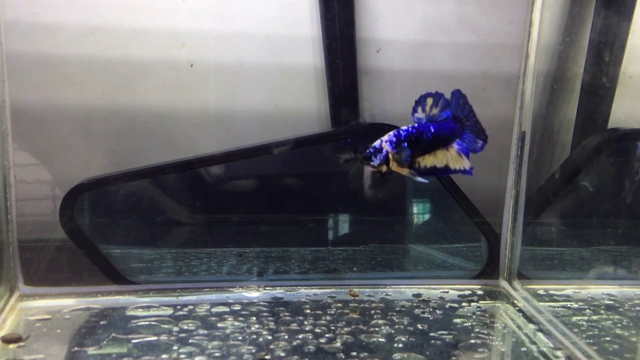 Betta art 1 | Koi galaxy yellow